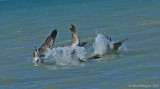 Brown Pelicans