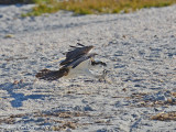 Osprey Gathering Nesting Material