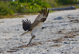 Osprey Gathering Nesting Material