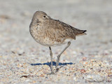Resting Willet