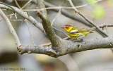 Cape May Warbler