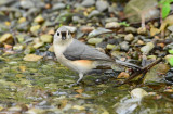 Tufted Titmouse