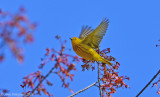 Yellow Warbler