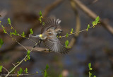 Yellow-rumped Warbler - Female