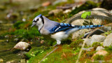 Blue Jay