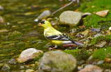 American Goldfinch