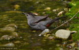 Gray Catbird