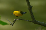 Prothonotary Warbler