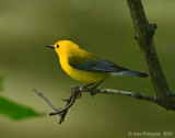 Prothonotary Warbler