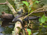 Water Snake sp.