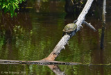 Aquatic Turtle sp.