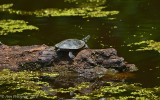 Southern Painted Turtle
