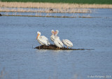 American White Pelicans