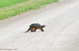 Common Snapping Turtle