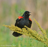 Red-winged Blackbird