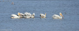 American White Pelicans