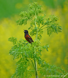 Orchard Oriole