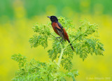 Orchard Oriole