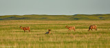 Elk