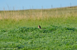 Burrowing Owl
