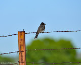 Eastern Kingbird