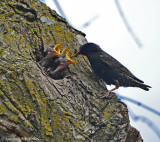 European Starlings