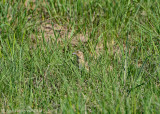 Grasshopper Sparrow