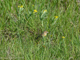 Grasshopper Sparrow