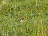 Upland Sandpiper