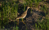 Upland Sandpiper