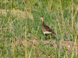 Upland Sandpiper