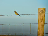 Western Kingbird