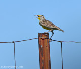 Meadowlark sp.