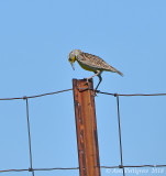 Meadowlark sp.