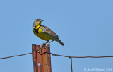 Meadowlark sp.