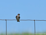 Northern rough-winged Swallow