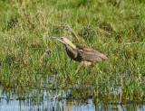 American Bittern 