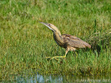 American Bittern