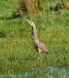 American Bittern