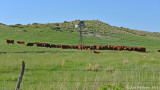 Cattle Ranch