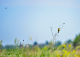 Dickcissel and Dragonfly