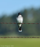 Eastern Kingbird