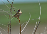 Grasshopper Sparrow