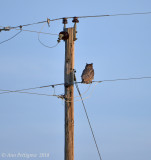 Great Horned Owl