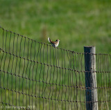 Lark Sparrow