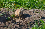 Black-tailed Prairie Dog