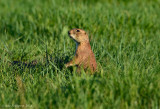 Prairie Dog Sentinel