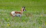 Pronghorn