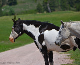 Rangers' Horses