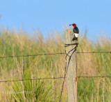 Red-headed Woodpecker
